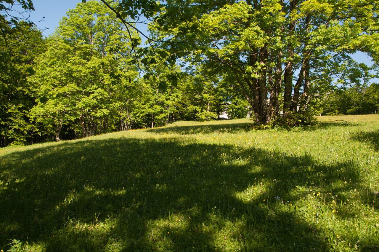Green Forest Žabljak Buitenkant foto